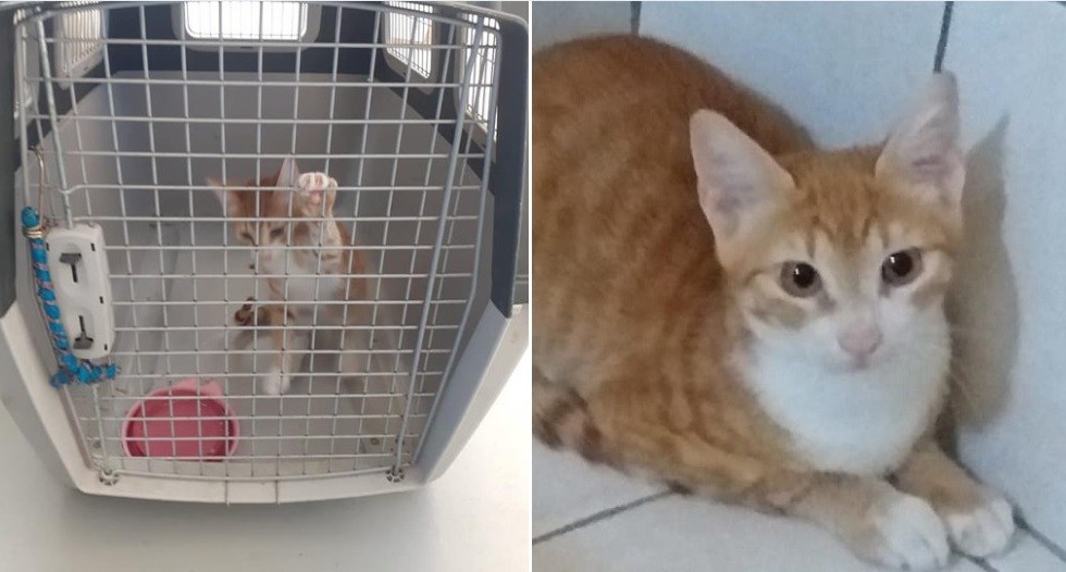 Ordenan cuarentena para el gato"migrante" que atravesó el Mediterráneo | Internacionales