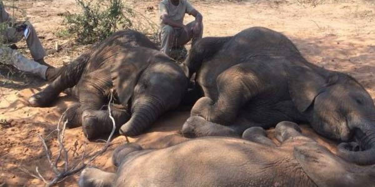 Revelan el misterio de la muerte de 300 elefantes en Botsuana | Curiosidades
