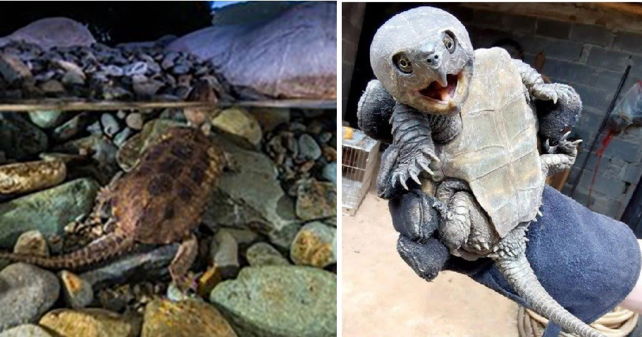 Video: encontró una tortuga con "cola de cocodrilo" y "pico" de ave | Curiosidades