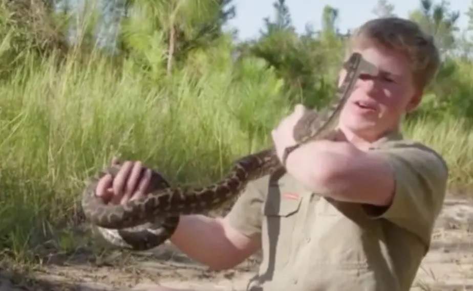 Video: al ataque de una pitón al hijo del "Cazador de cocodrilos" | Curiosidades