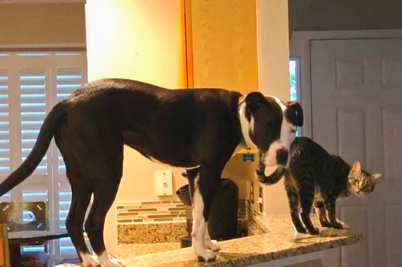 Videos: el curioso perro que tiene costumbres de gatos | Curiosidades