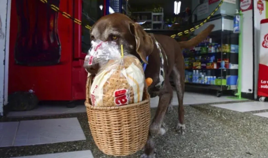 Asaltaron a perro famoso que hace el delivery | Curiosidades