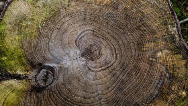 Aseguran que apareció la imagen de Jesús en el tronco de un árbol | Curiosidades