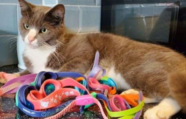 Una gata se escapa de su casa y vuelve con antiparras para su dueña | Curiosidades