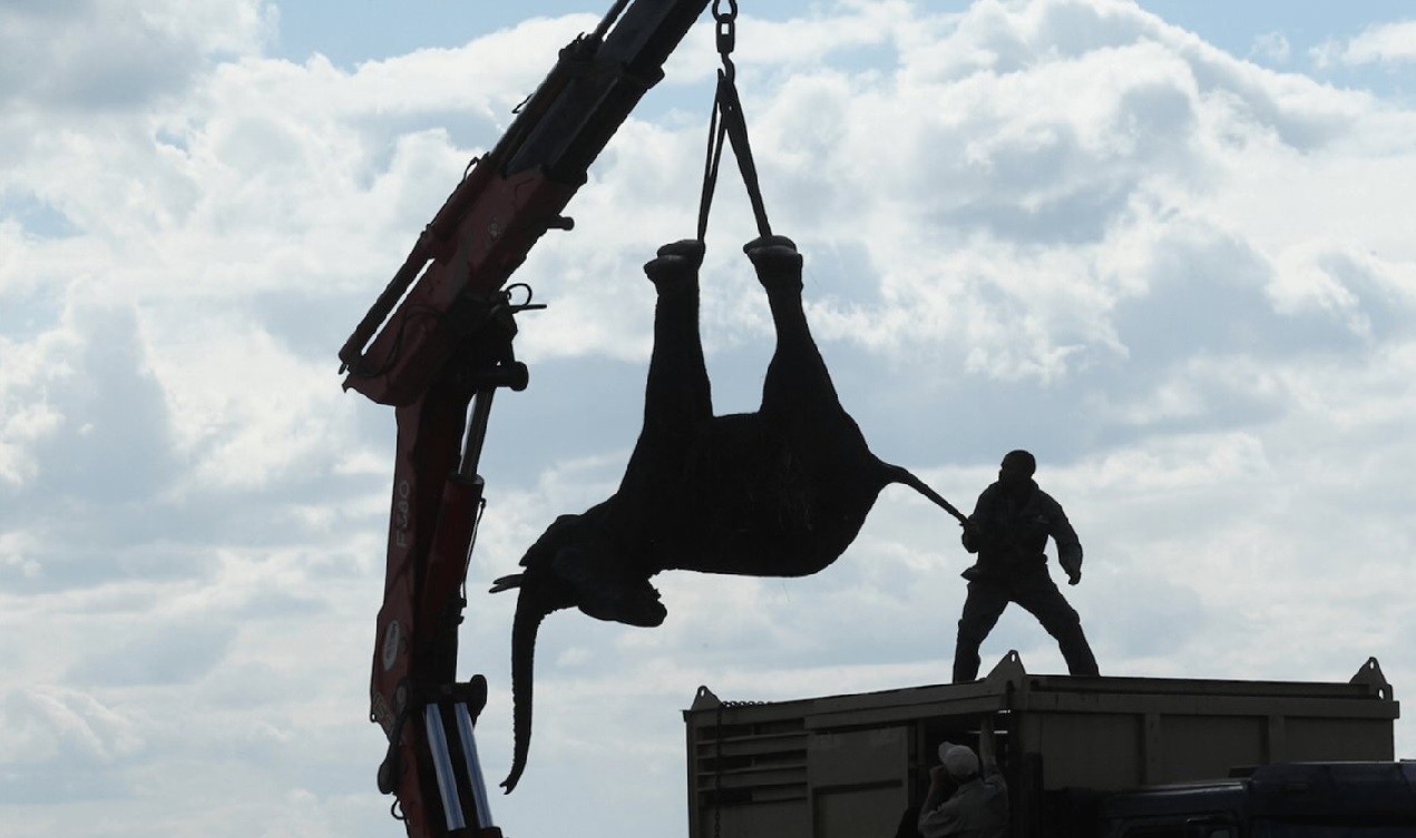 Hasta 11 años de prisión para cazadores furtivos de elefantes y rinocerontes en Malaui | Internacionales