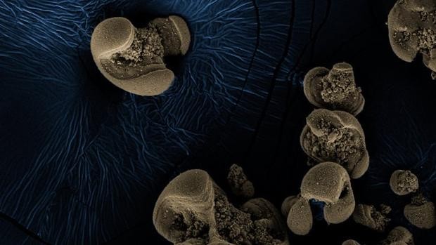 Un accidente en un laboratorio llevó al descubrimiento de una rara bacteria que come metales | Internacionales