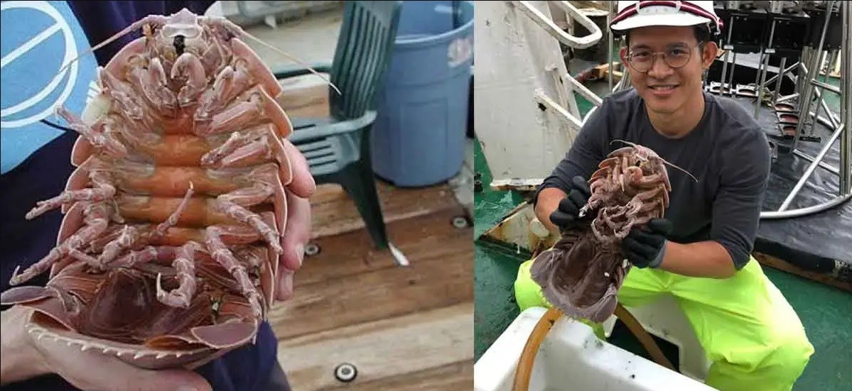 Hallaron una "cucaracha supergigante" a la que apodan "Darth Vader" | Curiosidades