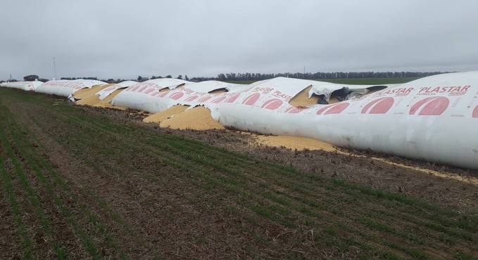 Bandidos rurales en General Roca y Morrison: rompen silobolsas y roban 25 toneladas de soja | Córdoba