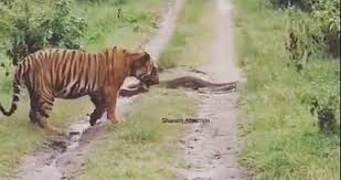 Video: la reacción de un tigre al encontrarse con una pitón en el camino | Curiosidades