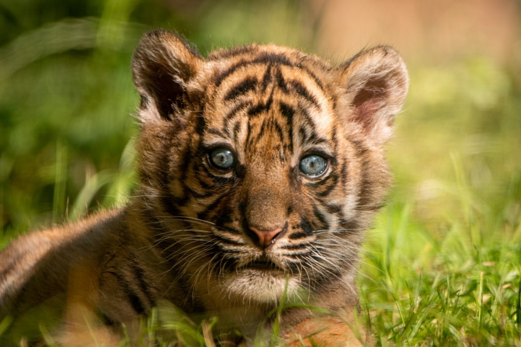 Fotos: nació un raro ejemplar de un tigre de Sumatra | Internacionales