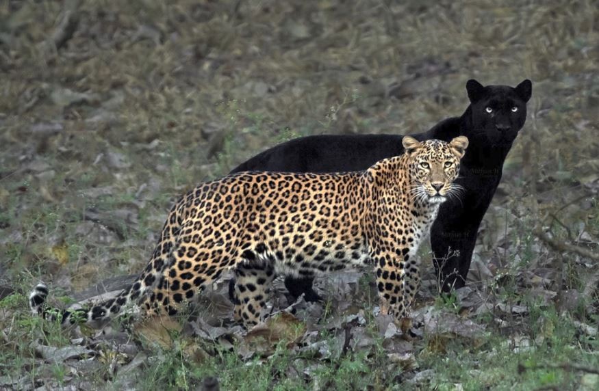 "La pareja eterna": captan a una pantera negra y un leopardo juntos en la naturaleza | Curiosidades