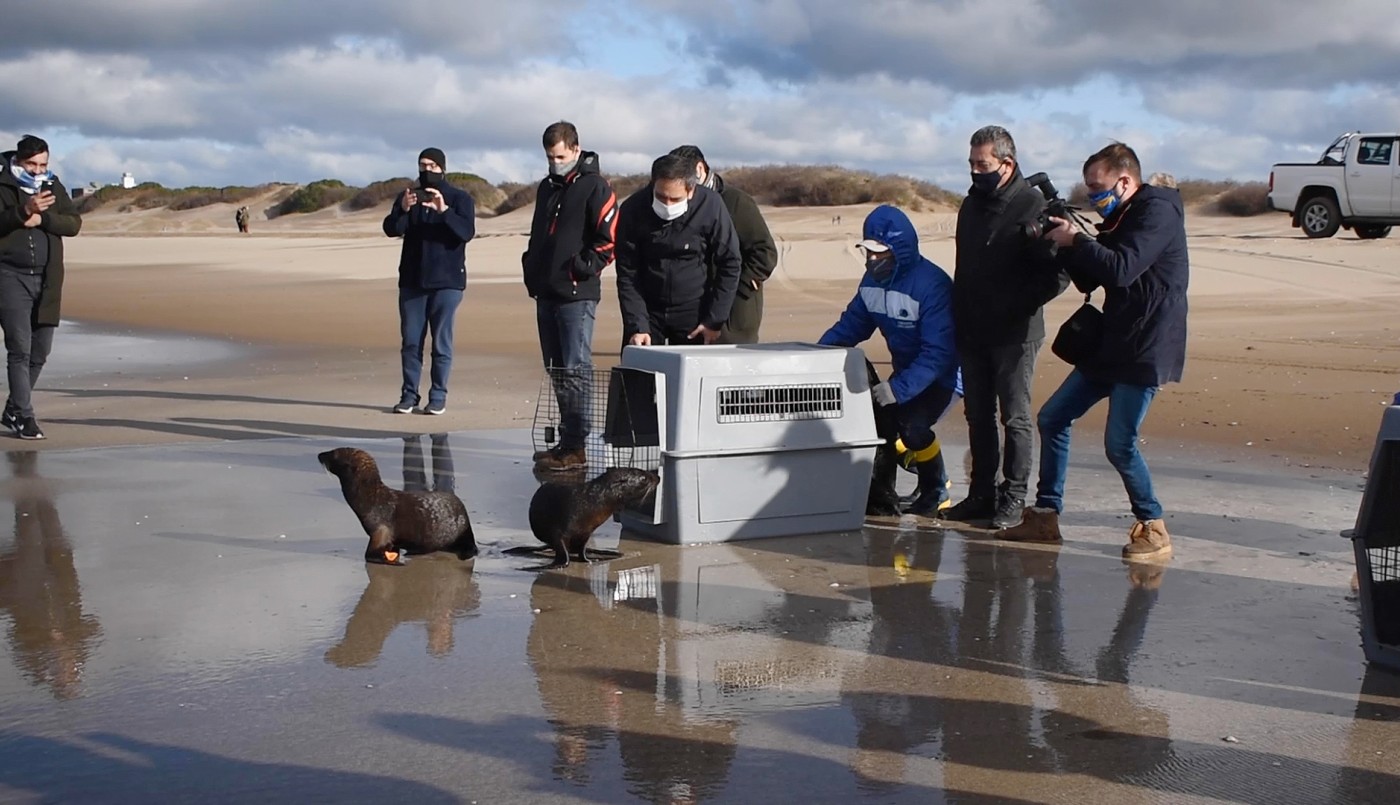 VIDEO: Devolvieron al mar a cuatro lobos y un elefante marinos rescatados en Buenos Aires y Entre Ríos | Actualidad