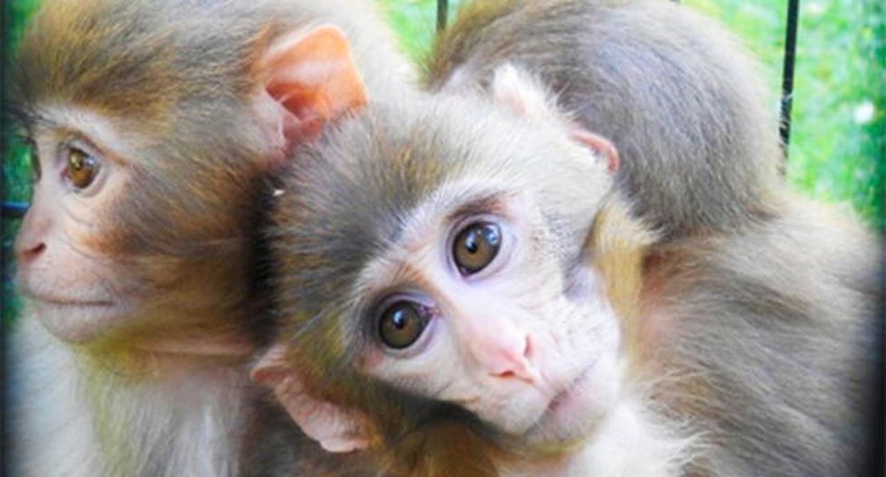 Dos monos abrazaban todo el tiempo a su hermano: descubrieron que tenía Síndrome de Down | Curiosidades