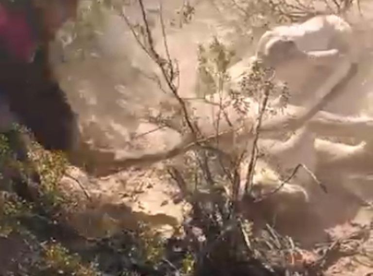 Video: cazaron a puma a palazos y subieron las imágenes a las redes sociales | Actualidad