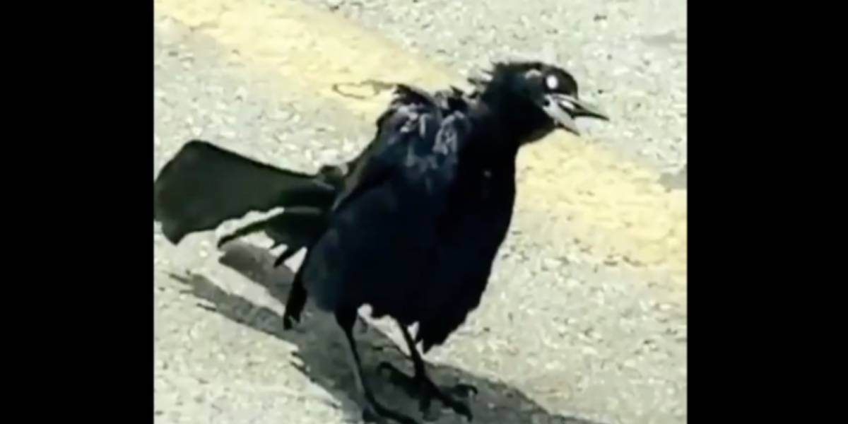 Video de terror: el "pájaro zombie" que se volvió viral en Twitter | Curiosidades
