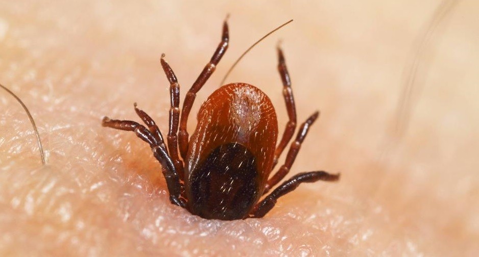 Nuevo brote en China de un virus que se transmite por picadura de garrapatas: 7 muertos  y 60 infectados | Internacionales