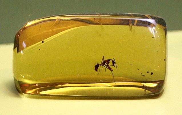 Hallaron un fósil de una "hormiga del infierno" en el momento en que se come una cucaracha | Curiosidades