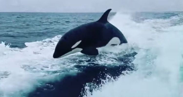 VIDEO: pescadores fueron sorprendidos por un grupo de ballenas asesinas que persiguieron su embarcación | Curiosidades