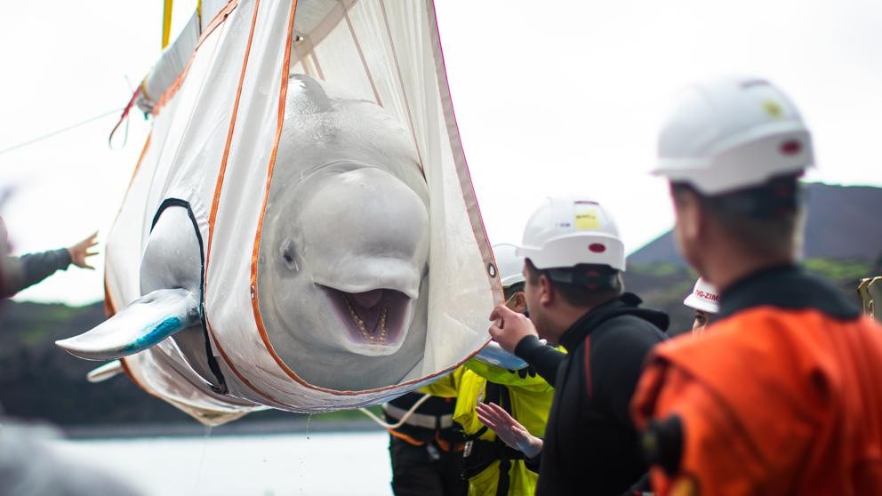 La cara de felicidad de una beluga que está por ser liberada tras años de cautiverio | Curiosidades