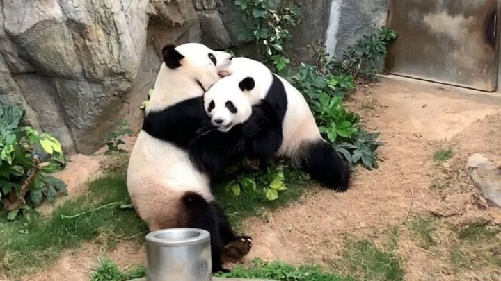 Dos pandas se están quedando sin bambú para comer en un zoológico de Canadá | Curiosidades