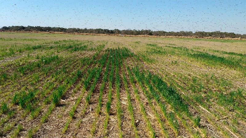 Video: Una manga de langostas "limpió" en dos horas un campo de trigo de 80 hectáreas | Córdoba