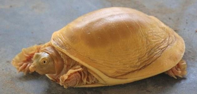 Apareció una tortuga dorada en Nepal y la recibieron como encarnación del dios Vishnú | Curiosidades