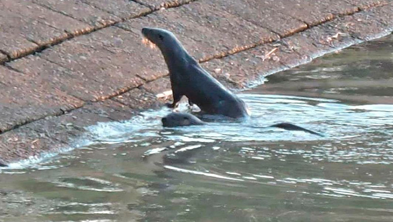 Fotografiaron lobitos de río que nadaban en zona portuaria entrerriana | Curiosidades