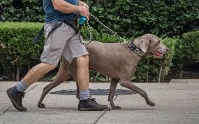 Alemania obligará a pasear a los perros dos veces al día | Internacionales