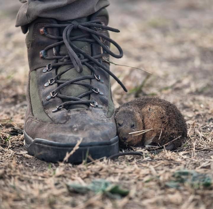 CONMOVEDORA FOTO: el ratón que escapa del fuego y se refugia en los pies de un brigadista | Actualidad