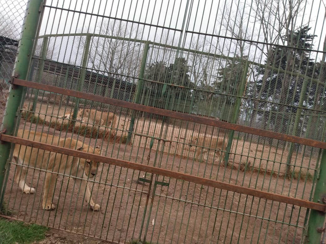 Piden el cierre definitivo del zoo de Luján por maltrato animal y hacinamiento | Actualidad