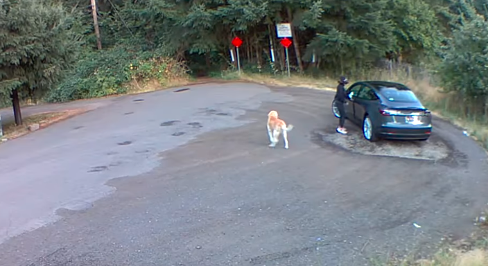 Video desgarrador: el momento en que una mujer abandona a un perro en el bosque | Actualidad