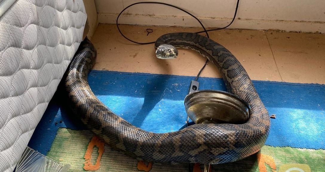 Visita de terror: dos pitones de tres metros rompieron el techo de una casa y cayeron en la cocina | Curiosidades