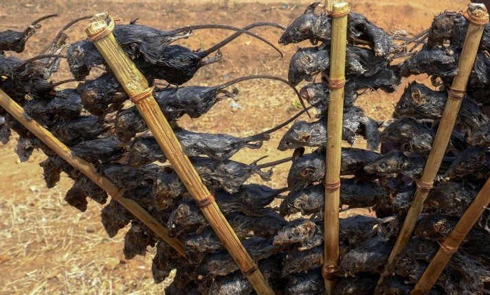 "Cazamos al ratón para vivir": pandemia y hambre | Curiosidades