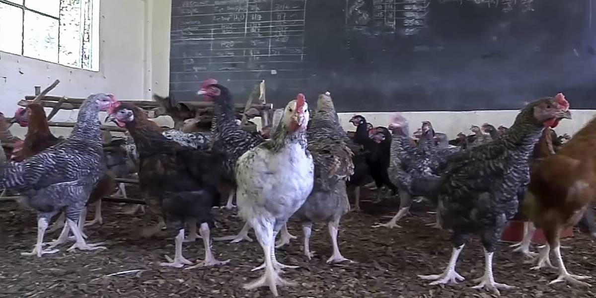 Por la cuarentena, convirtieron una escuela en un gallinero | Curiosidades