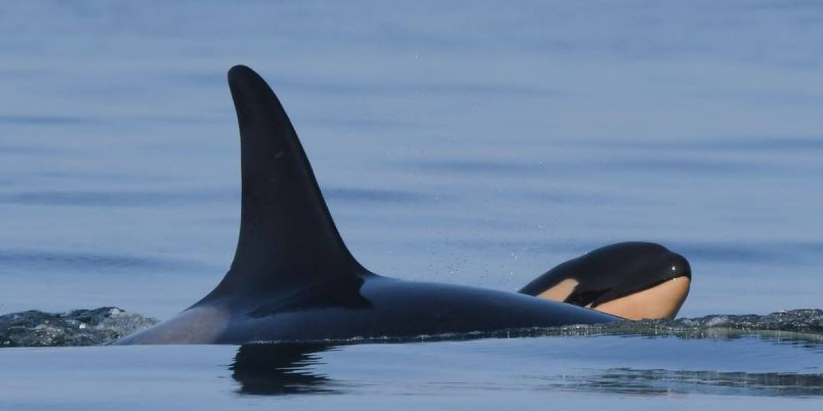 La orca que lloró durante 17 días la muerte de su cría fue otra vez madre | Curiosidades