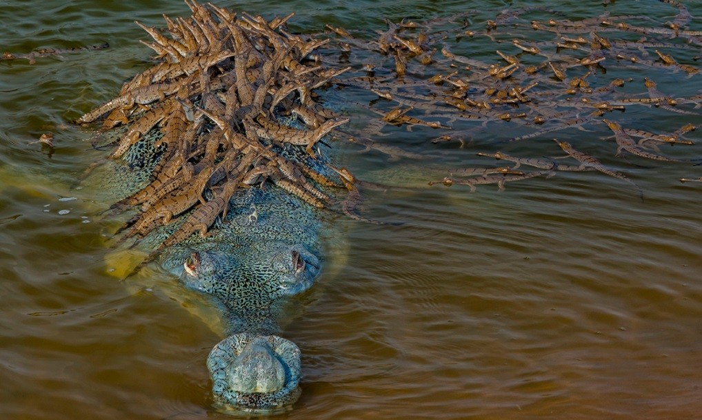 Captan la imagen de un cocodrilo en peligro de extinción con más de 100 crías encima | Curiosidades