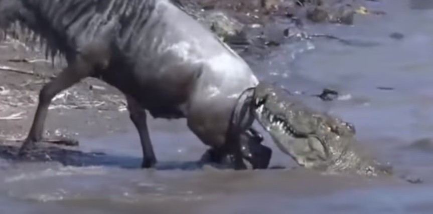 Video: escapó del cocodrilo que lo estaba atacando | Curiosidades