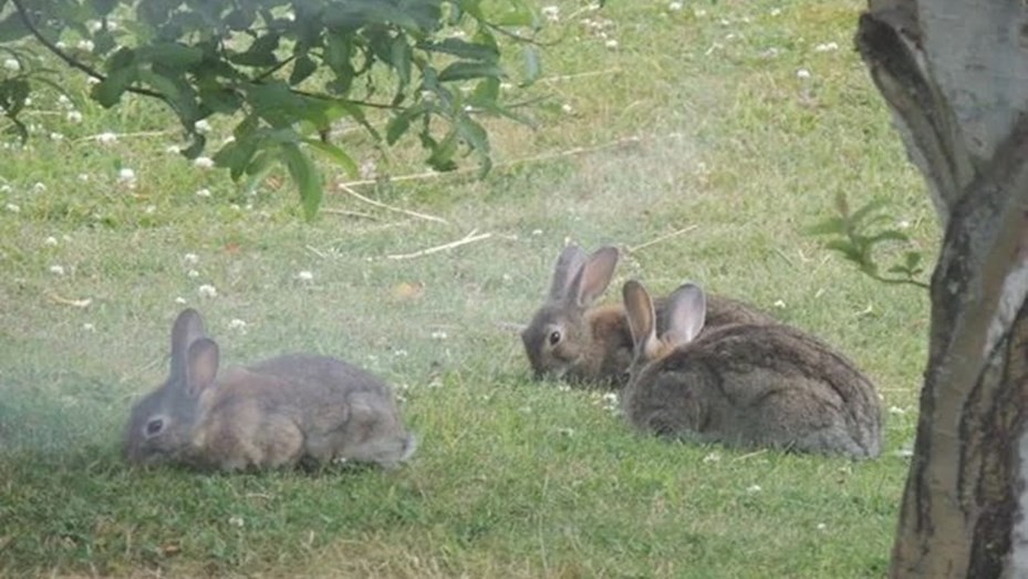Tras una medida judicial, descartan usar "gas fosfina" para matar conejos silvestres en Ushuaia | Actualidad
