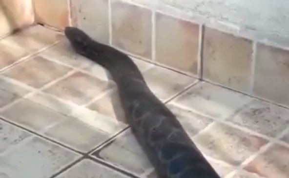 Video: Desagradable sorpresa para una familia de Santa Fe | Actualidad