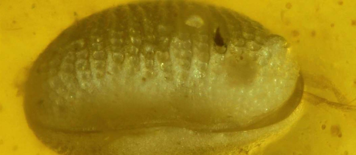 Encuentran espermatozoides "gigantes" de 100 millones de años | Curiosidades