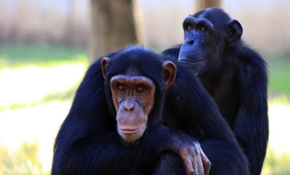 Referéndum: región suiza votará para incluir los derechos de los primates en la Constitución | Curiosidades