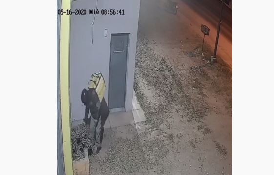 VIDEO: pensó que nadie lo estaba mirando y robó una planta de lavanda | Córdoba