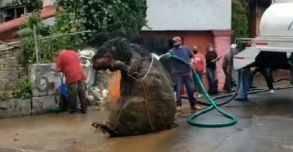 La misteriosa "rata gigante" que tapó un canal de drenaje y causó una inundación en México | Curiosidades