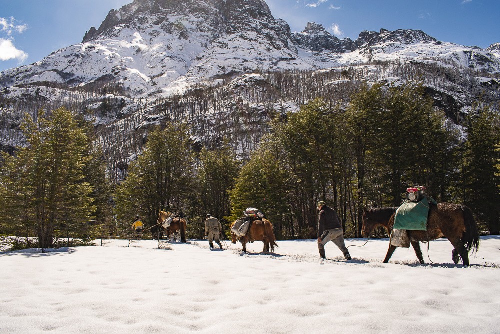 Un grupo de voluntarios plantó 6000 árboles nativos en bosques quemados de Chubut | Actualidad