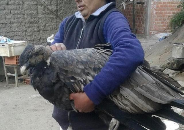 Rescataron a un cóndor andino con signos de intoxicación en Salta | Actualidad