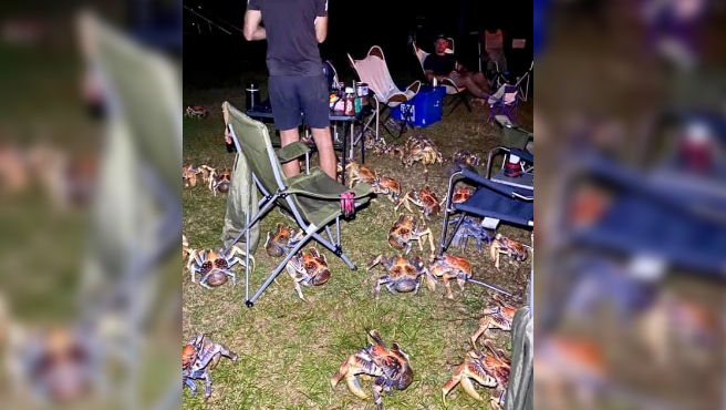 Imágenes insólitas: cangrejos carnívoros atraídos por el "olor a salchicha" en pleno camping | Redes