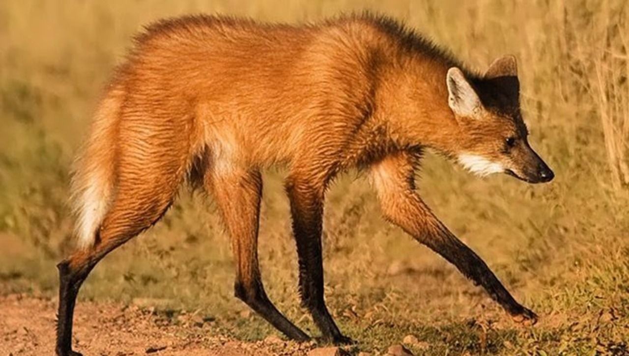 Subieron a redes fotos del aguará guazú que mataron y fueron detenidos | Actualidad