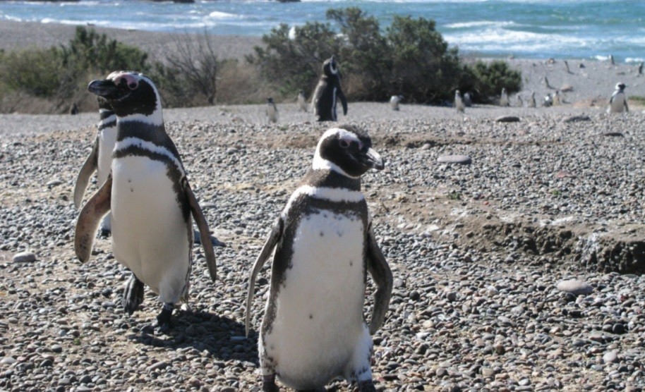 Los pingüinos comenzaron a llegar "sanos y fuertes" a las reservas de Chubut | Actualidad