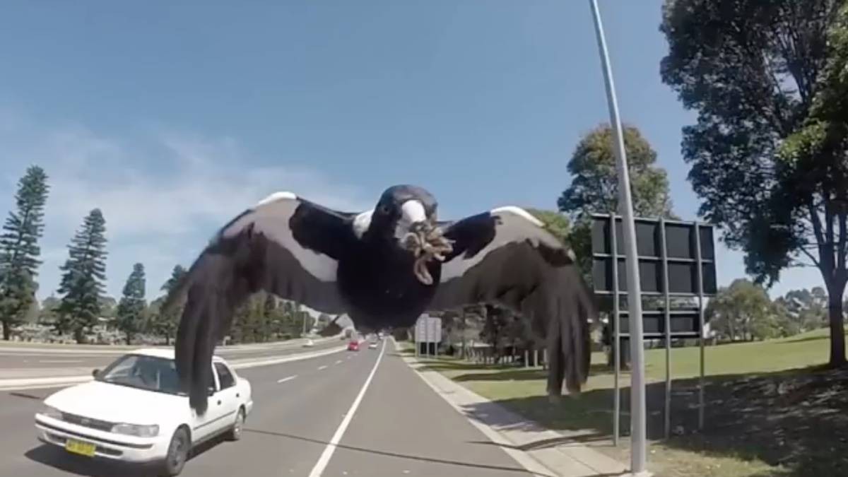 Video: el nene que huye en monopatín aterrorizado por el ataque de un pájaro | Curiosidades