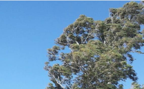 Atentos al viento: mirá el pronóstico para este viernes | Córdoba